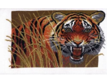 Тигр на охоте (654) vkn